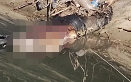 ಯರಗಲ್ ಬಿಕೆ ಗ್ರಾಮದ ನಾರಾಯಣಪುರ ಎಡದಂಡೆ ಕಾಲುವೆಯಲ್ಲಿ ಅನಾಮದೇಯ ವ್ಯಕ್ತಿ ಶವ ಪತ್ತೆ