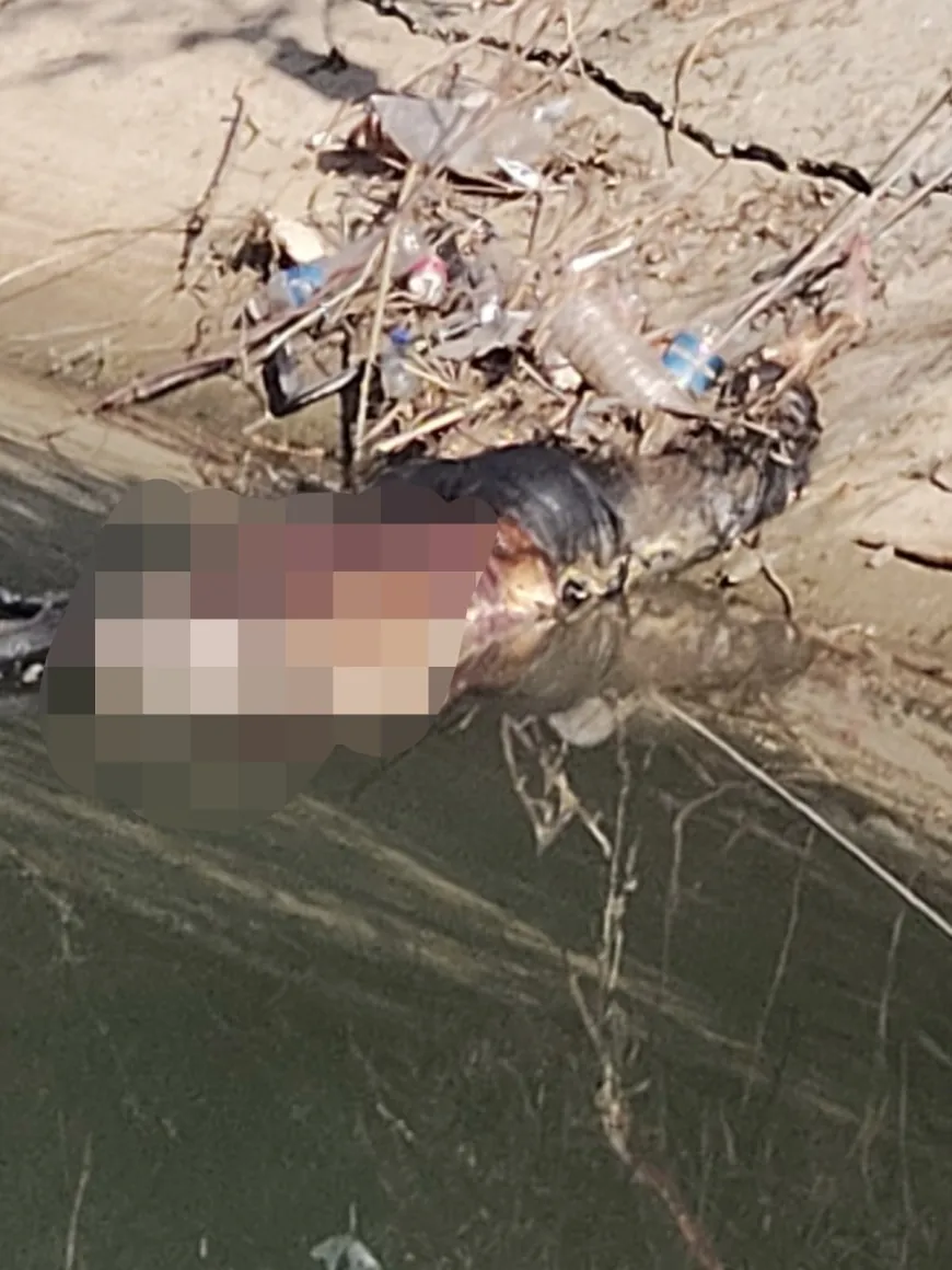 ಯರಗಲ್ ಬಿಕೆ ಗ್ರಾಮದ ನಾರಾಯಣಪುರ ಎಡದಂಡೆ ಕಾಲುವೆಯಲ್ಲಿ ಅನಾಮದೇಯ ವ್ಯಕ್ತಿ ಶವ ಪತ್ತೆ