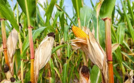 ಮೆಕ್ಕೆಜೋಳಕ್ಕೆ ಕೀಟ ಬಾಧೆ : ನಿಯಂತ್ರಣ ಕ್ರಮಕ್ಕೆ ರೈತರಿಗೆ ಸಲಹೆ